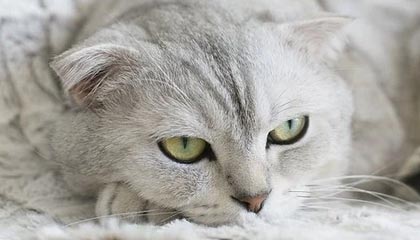 首位00后进球 8次攻门终破门 C罗迎国家队102球！